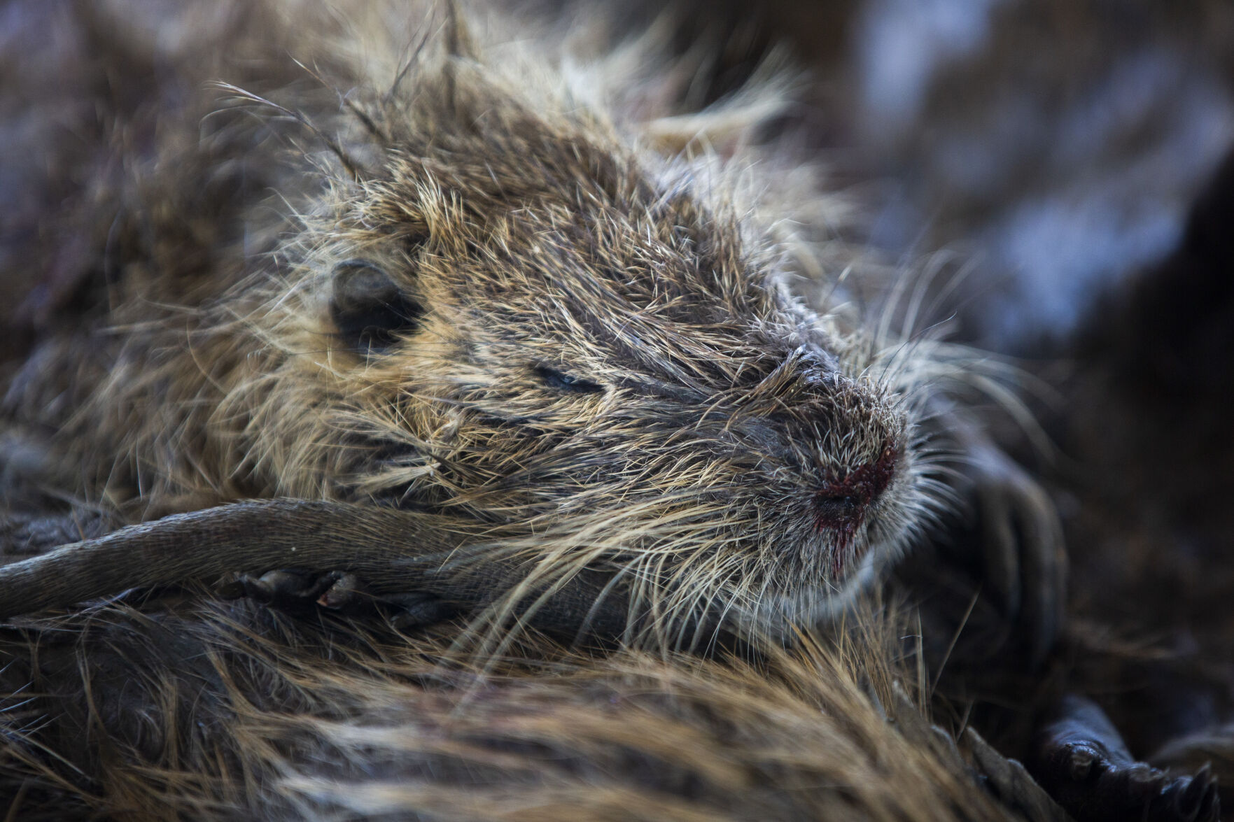 Dead nutria